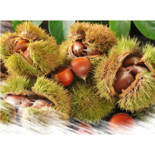Sweet Chestnut Good Quality From China Wholesale